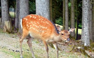 young deer in the wild forest