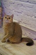 British Shorthair domestic Cat