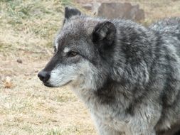 cute Wolf Animal