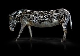 Striped Zebra