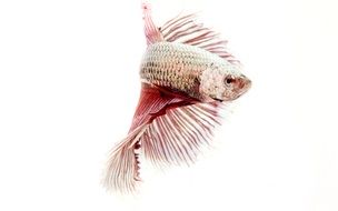 fighting fish on a white background