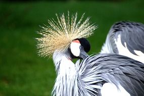 Grey Crowned Crane bird