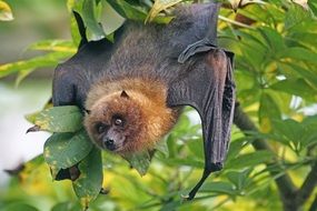 flying fox hanging on a tree branch in the rainforest