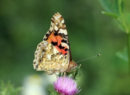 colorful butterfly sitting on a thistle