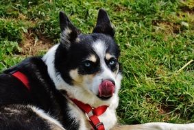 Husky Dog rest on green grass