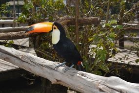 toucan with orange beak