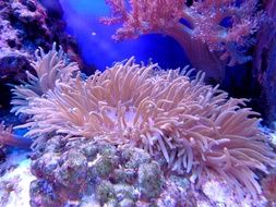 pink reefs in the aquarium