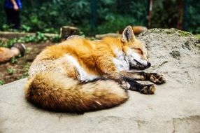 close up photo of fox sleeps on a stone