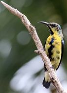 Purple Sun Bird