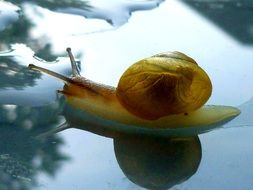 climbing garden snail