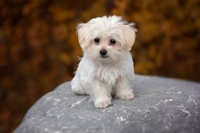 White Maltese puppy outdoors