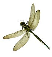damselfy on a white background