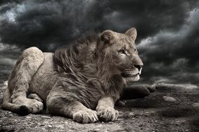 a lion lies on a stone during a storm