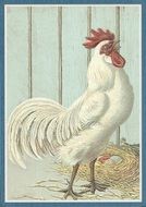 Chicken in a wooden building on a farm