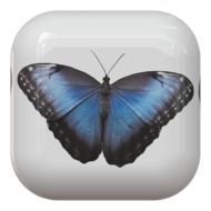 Button of butterfly in blue and black color