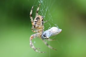 spider with prey in the web