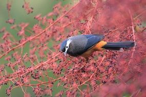 bird on a bright bush close up