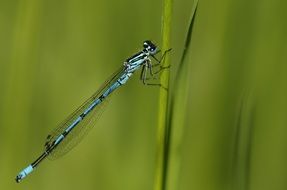 long dragonfly on a thin stem