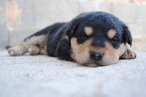 Nice puppy is sleeping