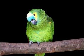 green parrot sits on a branch in a cage
