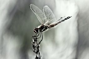 black and white macro photo of dragonfly on a plant