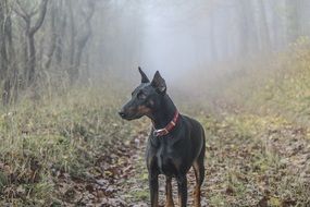 doberman in the foggy forest