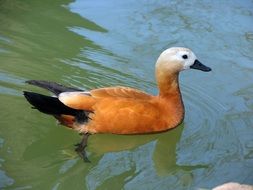 brown duck swims in the lake