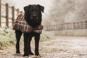 black dog in clothes on the road