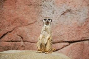 meerkat on a rock in africa