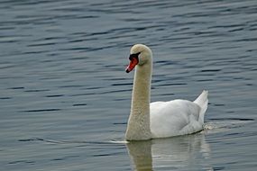 swan with white feathers on the lake