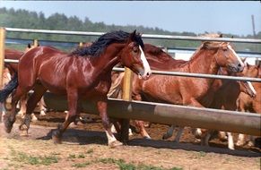 horses near the fence