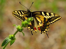 swallowtail butterfly close up