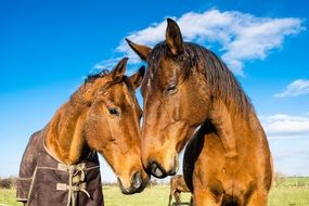 Couple of Horses in the pasture on a sunny day