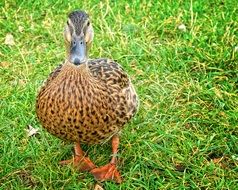 Duck Mallard Anas Platyrhynchos on green grass
