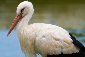 stork with a red beak