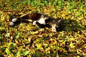 lucky cat lying in the fall foliage