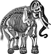 Anatomy Elephant drawing