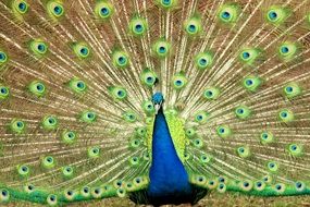 Peacock with colorful feathers