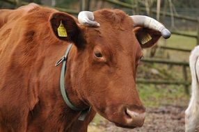 Brown horned cow head close up