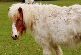 white hairy pony in the wildpark poing