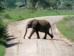 Elephant Path