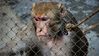 monkey behind the net