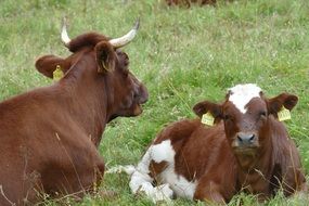 Brown cattle rest on meadow