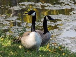 geese on the green lakeside