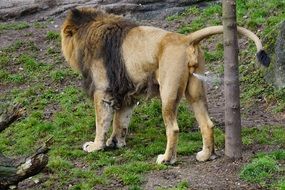 rear view of a male indian lion