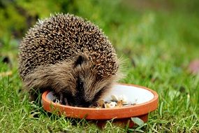 eating hedgehog