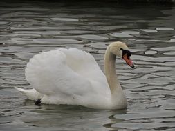 Swan White Bird