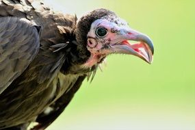 portrait of a vulture on a sunny day
