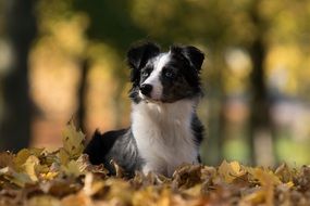 Australian Shepherd Mini Dog on foliage