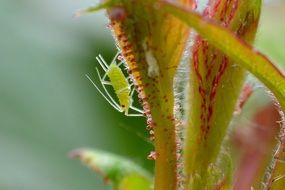 Closeup picture of Beautiful large rose arphid plant